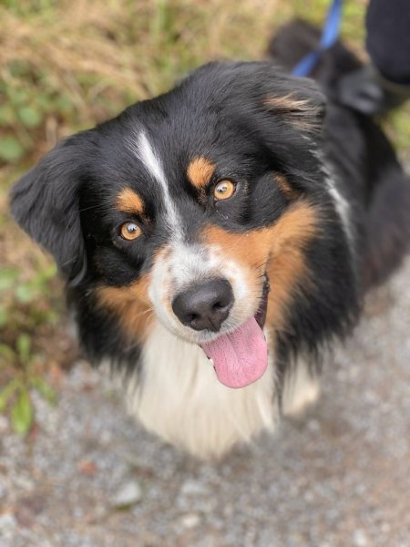 Éducateur Comportementaliste Pension Éduc au Poilpret - photo 3