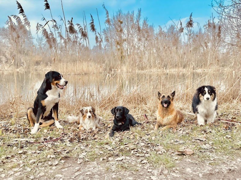 Club canin de Schirrhein Schirrhoffen - photo 3