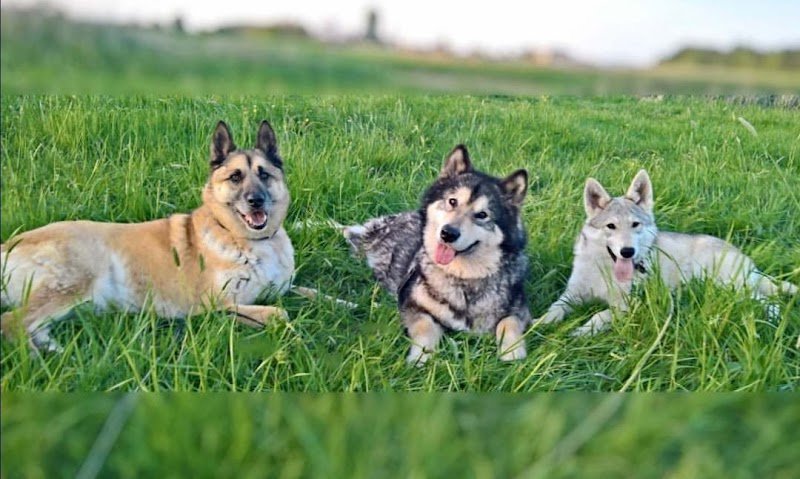 Educateur Comportementaliste Pension du Paradis d'Irmo