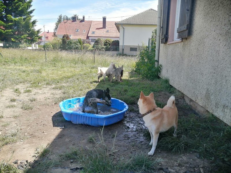 Educateur Comportementaliste Pension du Paradis d'Irmo - photo 2