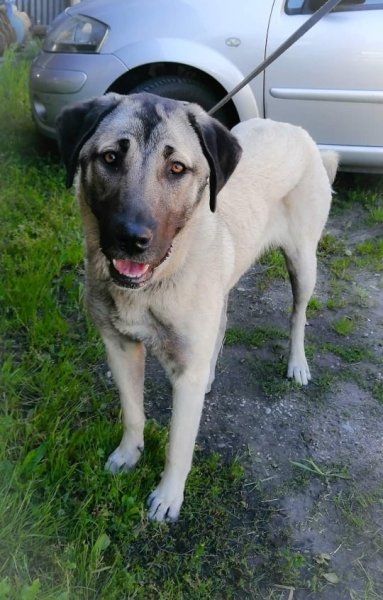 Educateur Comportementaliste Pension du Paradis d'Irmo - photo 3