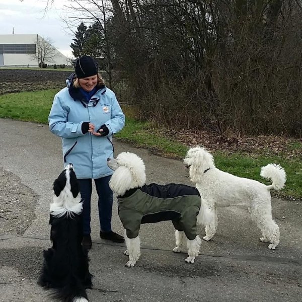 Super chien - photo 2