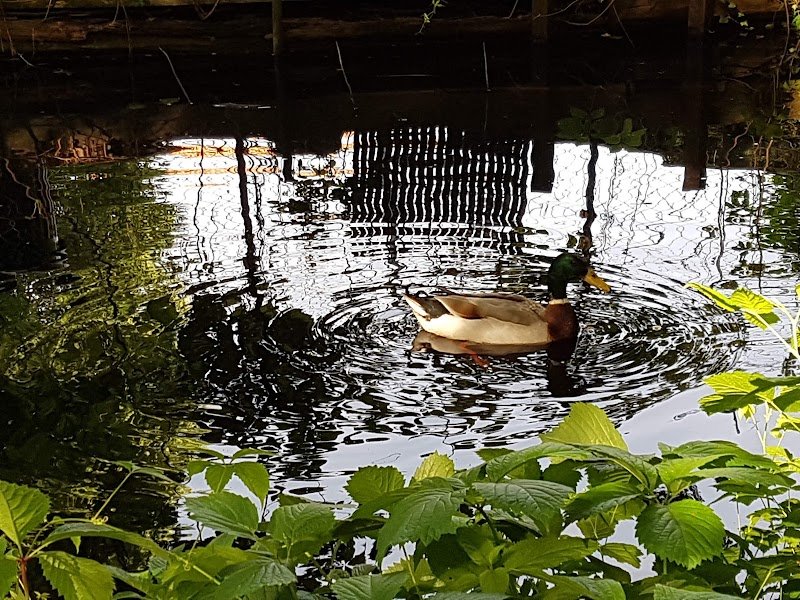 A.C.I.G. Association canine d'Illkirch-Graffenstaden - photo 3