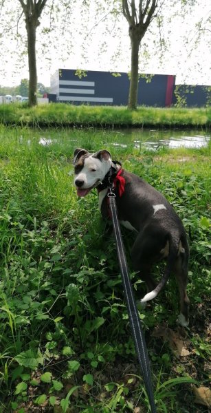 🐾AM'PATTE🐾 Educateur Comportementaliste canin - photo 2