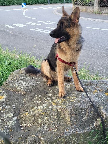 Éducateur Canin Relax dog - Garde d'animaux - photo 2