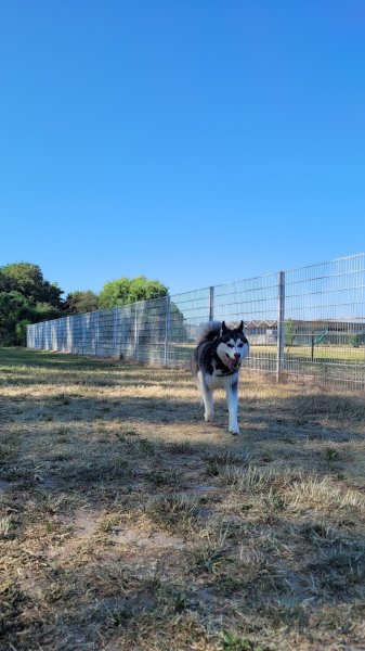 Aire de libres-ébats pour chiens - photo 3