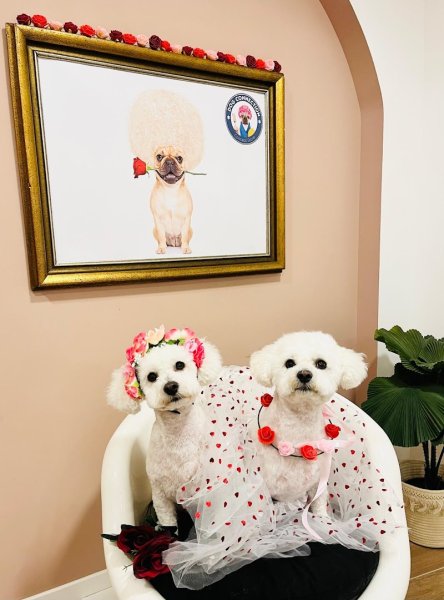 Dog Connection - photo 2