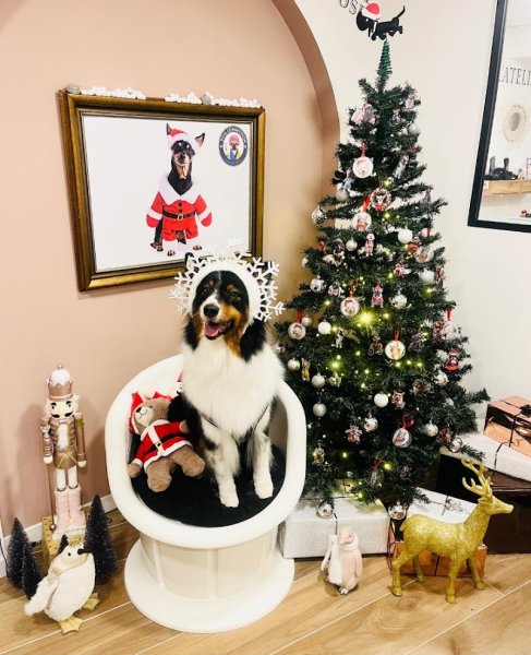 Dog Connection - photo 3