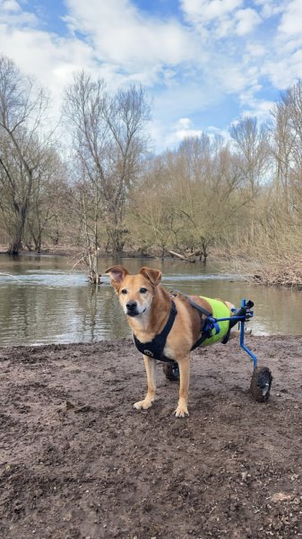 ANIMALS COMPORTEMENTS ET COMMUNICATION - Clément Moeglin - photo 1