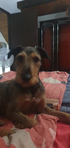 ANIMALS COMPORTEMENTS ET COMMUNICATION - Clément Moeglin - photo 2