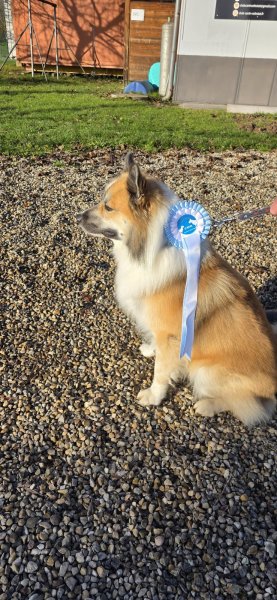 Club Canin Sélestat