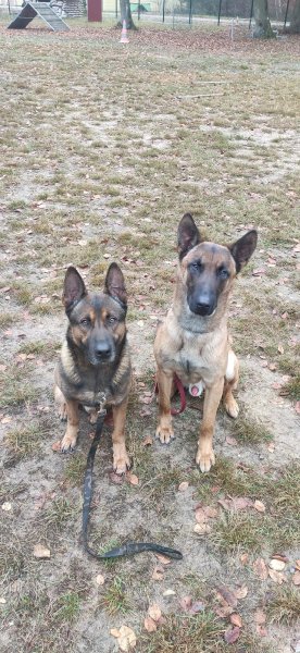 Techni' Chien - Centre Canin - photo 1