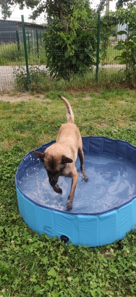 Techni' Chien - Centre Canin - photo 2