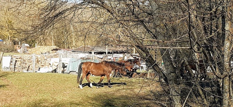 Education Canine d'Obernai - photo 3