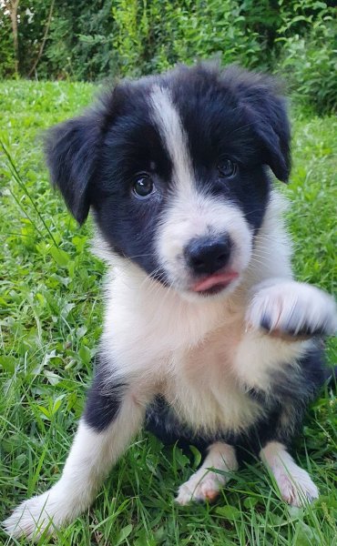 RedjDog Educateur Canin - photo 2