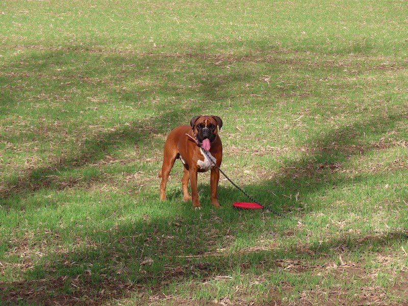 RedjDog Educateur Canin - photo 3