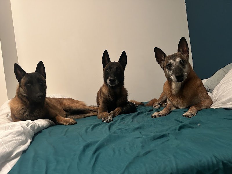 Les vertus du chien - photo 2