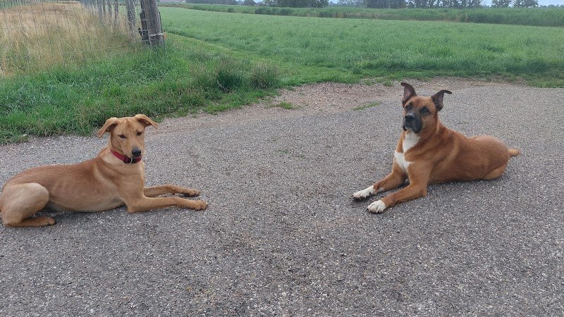 Julian Gaudel - Educateur canin