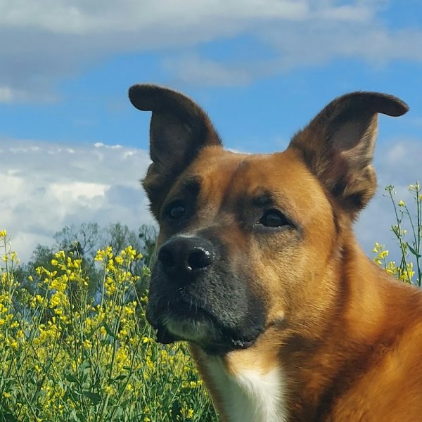 Julian Gaudel - Educateur canin - photo 2