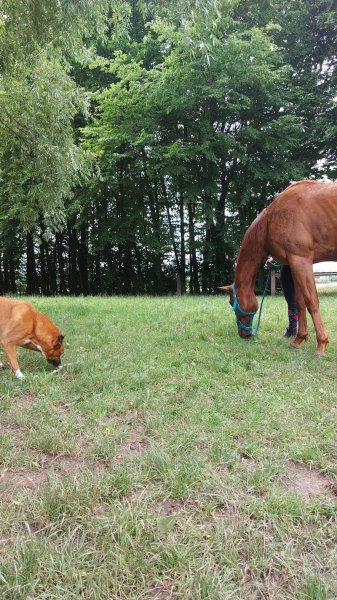 Julian Gaudel - Educateur canin - photo 3