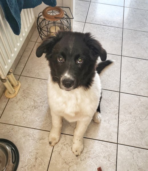 Le chien d'une vie - photo 1