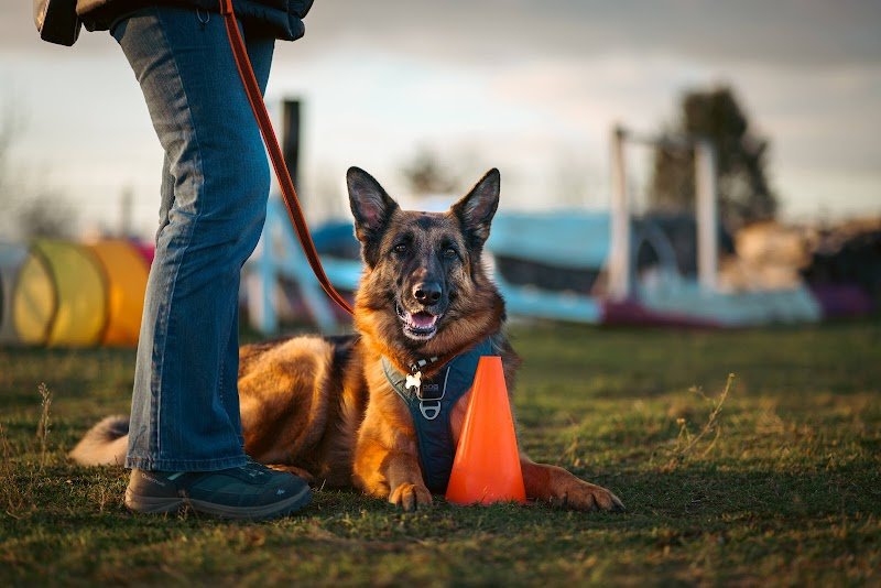 Le chien d'une vie - photo 2