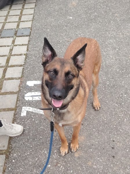 Eduwouaf – Éducateur Comportementaliste Canin - photo 2