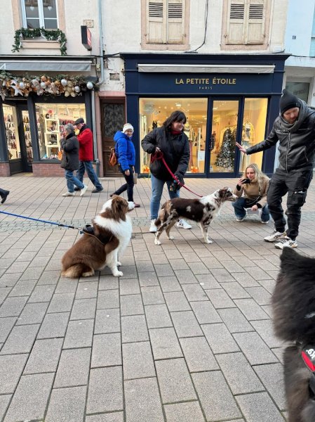 Eduwouaf – Éducateur Comportementaliste Canin - photo 3