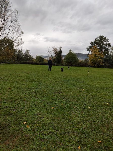 Training Club Canin Wissembourg - photo 1