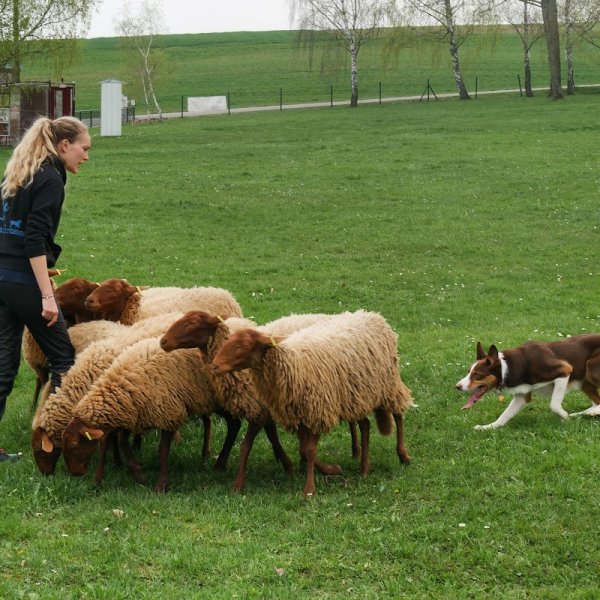 Training Club Canin Wissembourg - photo 3