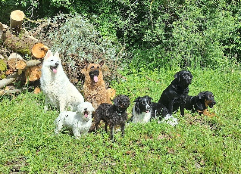 Éducation canine Dog+ ● Éducateur comportementaliste canin ●