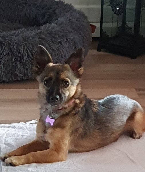 Astuce De Chien - Comportementaliste et éducateur canin