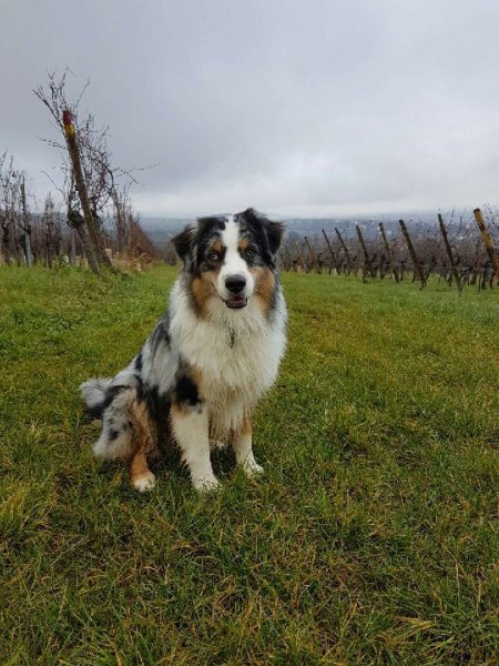 Astuce De Chien - Comportementaliste et éducateur canin - photo 2