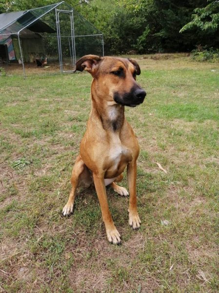 Rox'Educ - Éducateur canin comportementaliste diplômé d'état - photo 1