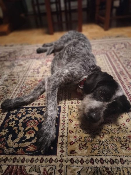 Rox'Educ - Éducateur canin comportementaliste diplômé d'état - photo 2