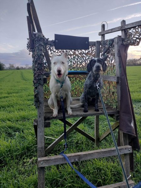 Rox'Educ - Éducateur canin comportementaliste diplômé d'état - photo 3