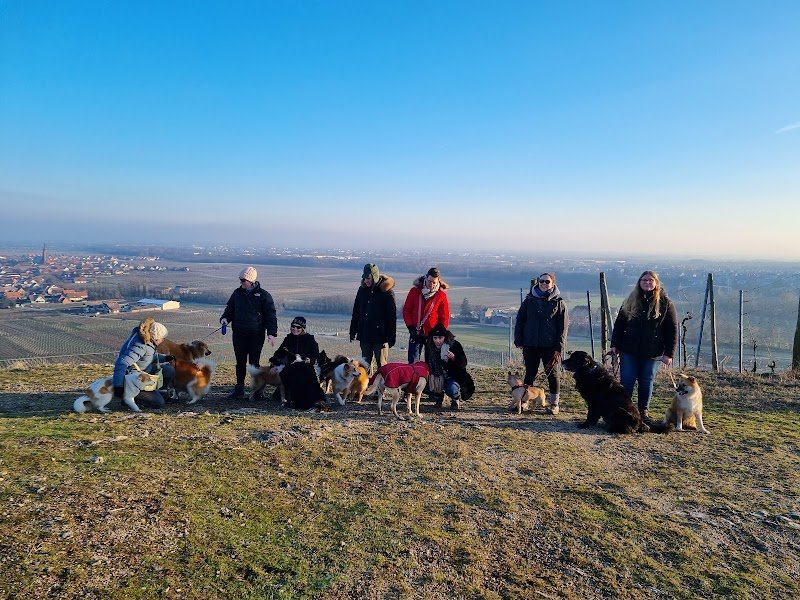 ZeniDog - Educateur canin - photo 1