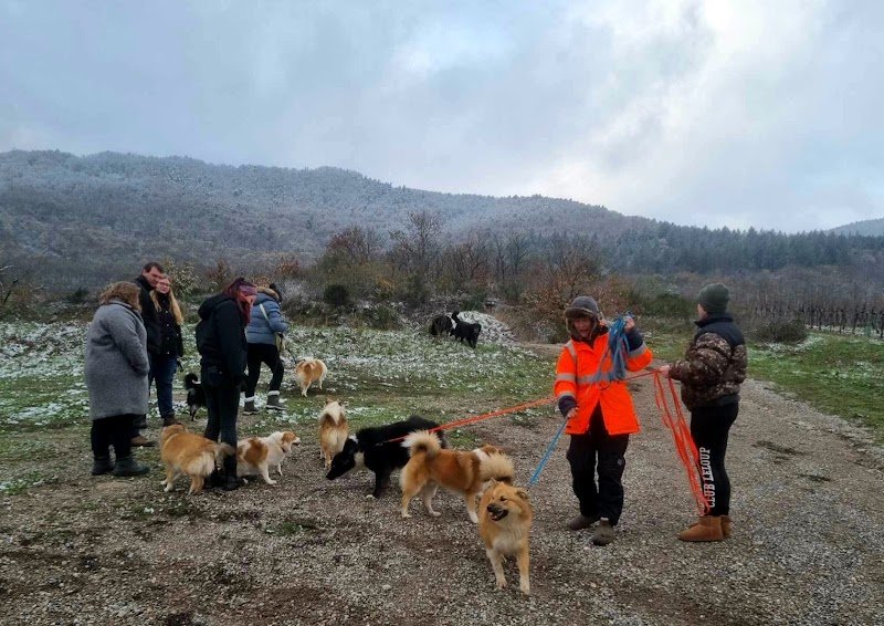 ZeniDog - Educateur canin - photo 2
