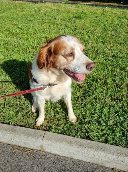 ZeniDog - Educateur canin - photo 3