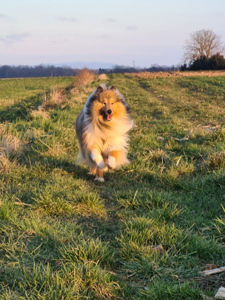 Othala Canin - Comportementaliste et éducatrice canin à Valff