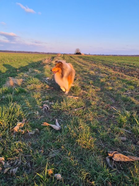 Othala Canin - Comportementaliste et éducatrice canin à Valff - photo 3