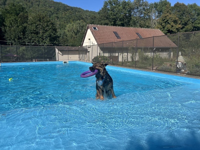 Dog Center Pension et psychologie canine