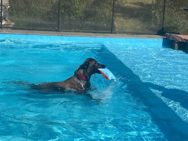 Dog Center Pension et psychologie canine - photo 2