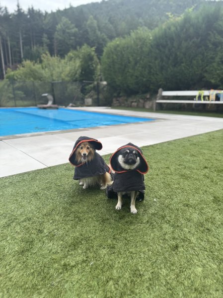 Dog Center Pension et psychologie canine - photo 3