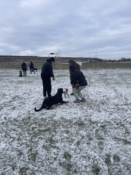 Club Cynophile de Vendenheim - photo 1