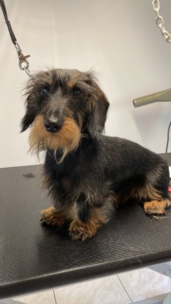 Aux Plaisirs Canins - Toilettage Canin à Vendenheim, proche Strasbourg - photo 1