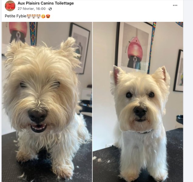 Aux Plaisirs Canins - Toilettage Canin à Vendenheim, proche Strasbourg - photo 2