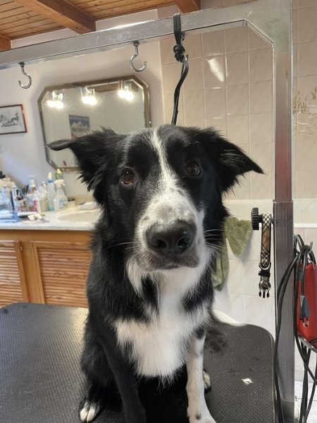 Aux Plaisirs Canins - Toilettage Canin à Vendenheim, proche Strasbourg - photo 3