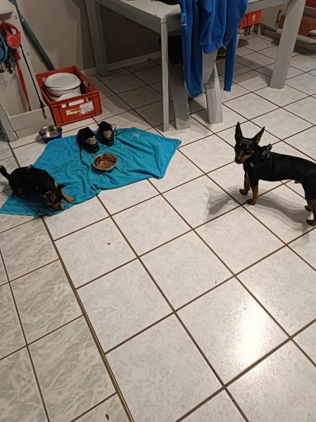 Groupement des Professionnels du Chien