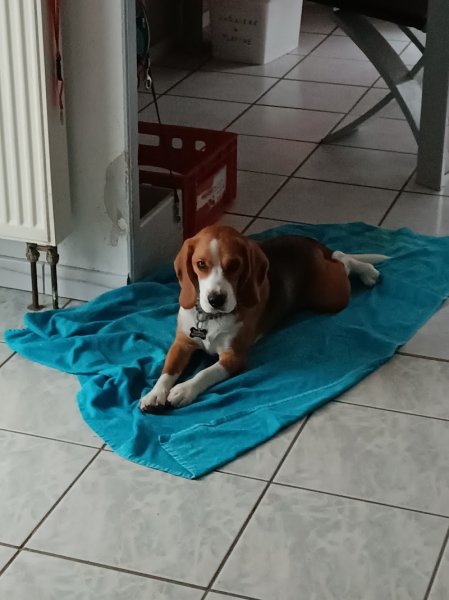 Groupement des Professionnels du Chien - photo 3